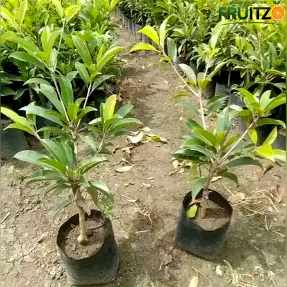 Banana Chikoo Grafted Hybrid Plant Perfect for Home & Terrace Gardening