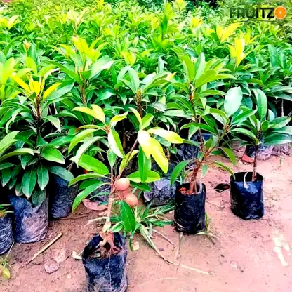Banana Chikoo Grafted Hybrid Plant Perfect for Home & Terrace Gardening