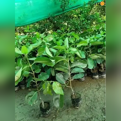 All Time Black Jamun KG-10 plant  for Home & Terrace Gardening