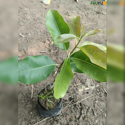 All Time Black Jamun KG-10 plant  for Home & Terrace Gardening