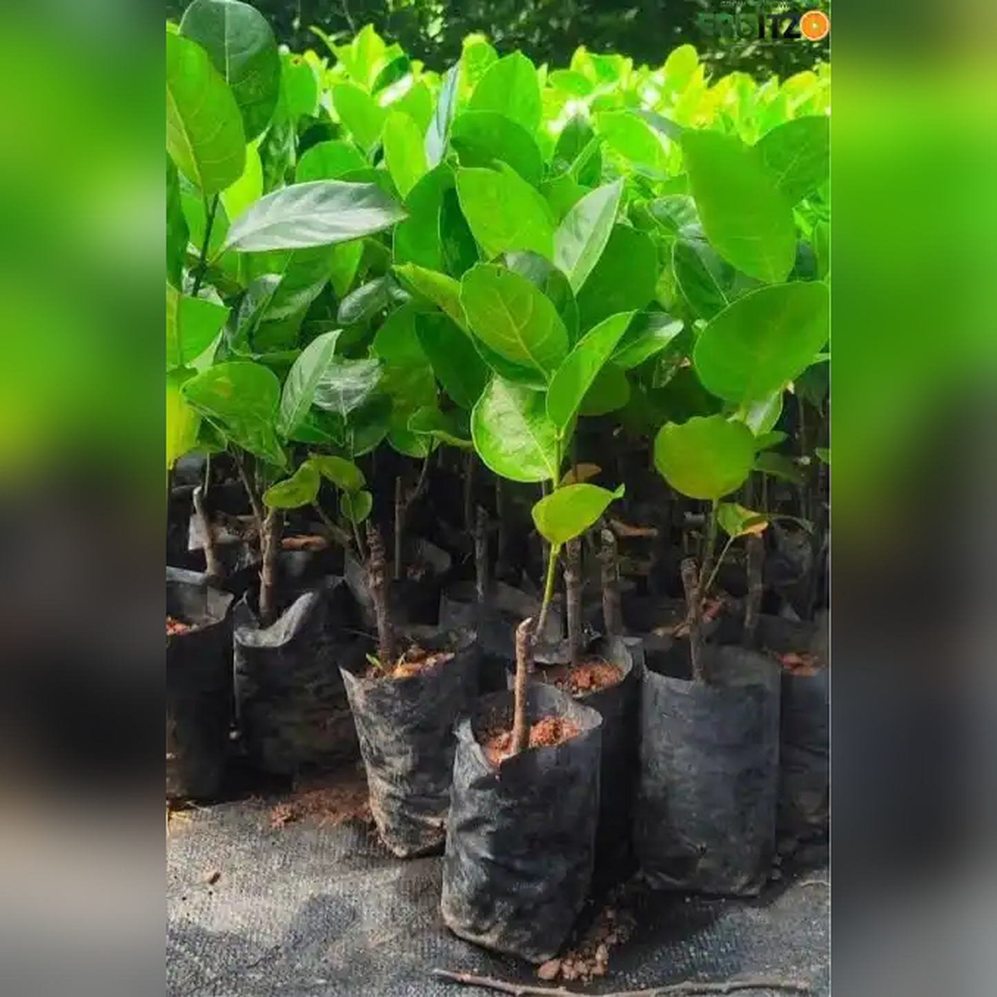 Vietnam Super Early Jackfruit (Grafted) – Premium H for Home & Terrace Gardening