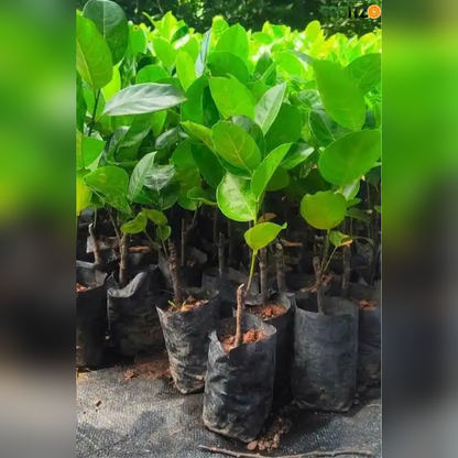 Vietnam Super Early Jackfruit (Grafted) – Premium H for Home & Terrace Gardening