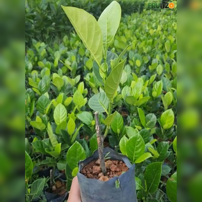 Vietnam Super Early Jackfruit (Grafted) – Premium H for Home & Terrace Gardening