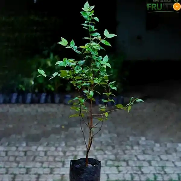Surinam Cherry Grafted Plant for Home & Terrace Gardening