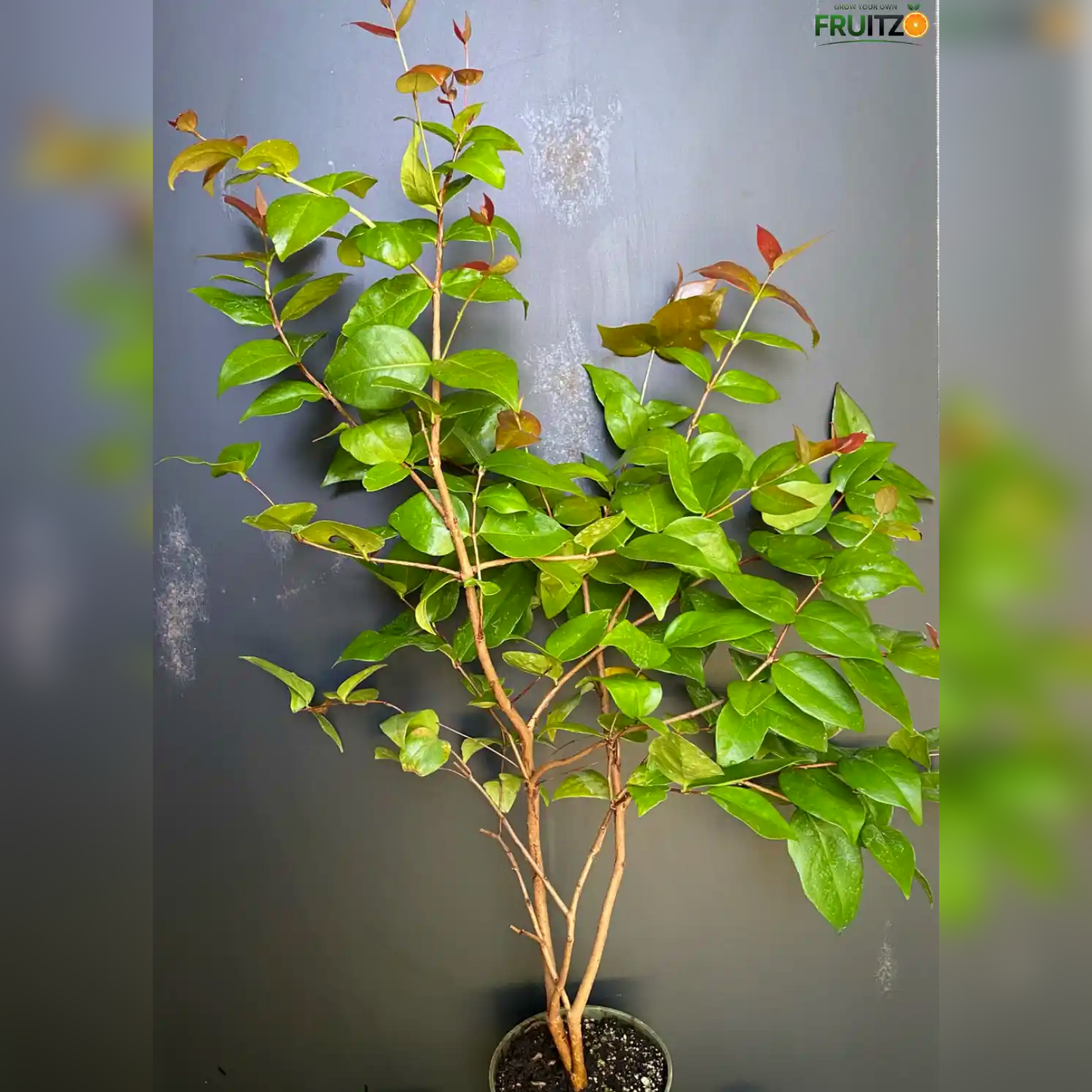 Surinam Cherry Grafted Plant for Home & Terrace Gardening
