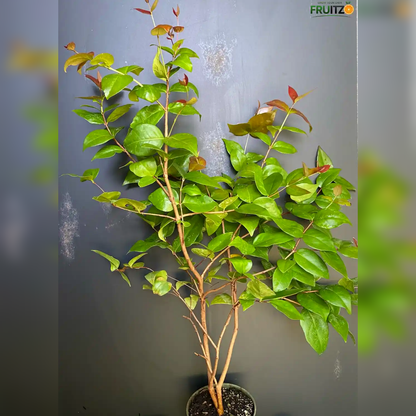 Surinam Cherry Grafted Plant for Home & Terrace Gardening