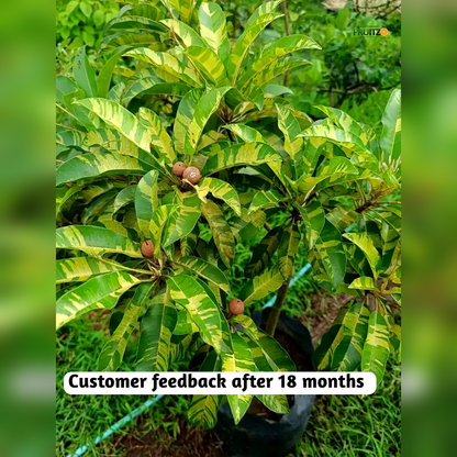 Variegated Chiku/Sapota Grafted Plant For Home & Terrace Gardening
