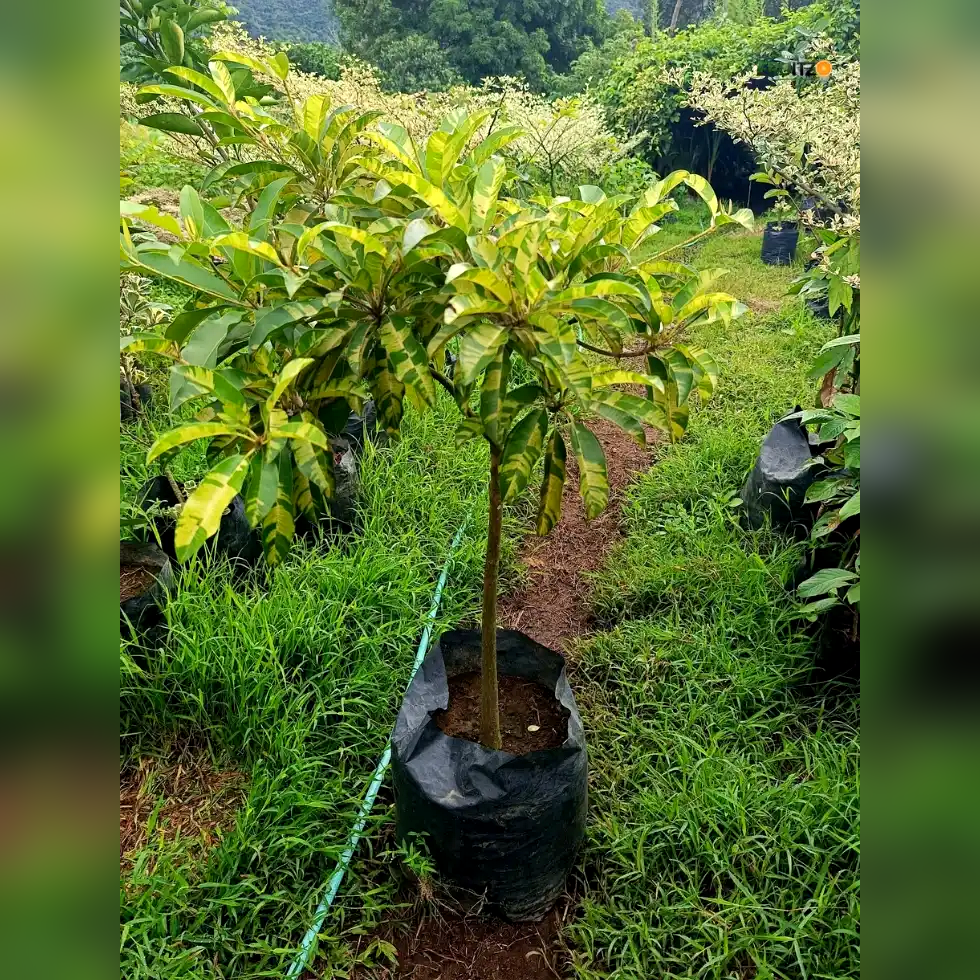 Variegated Chiku/Sapota Grafted Plant For Home & Terrace Gardening