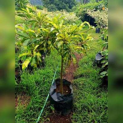 Variegated Chiku/Sapota Grafted Plant For Home & Terrace Gardening