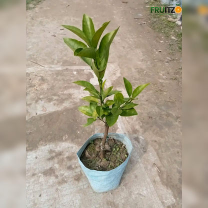 Calabrese Oval Orange Grafted Plant for Home & Terrace Gardening