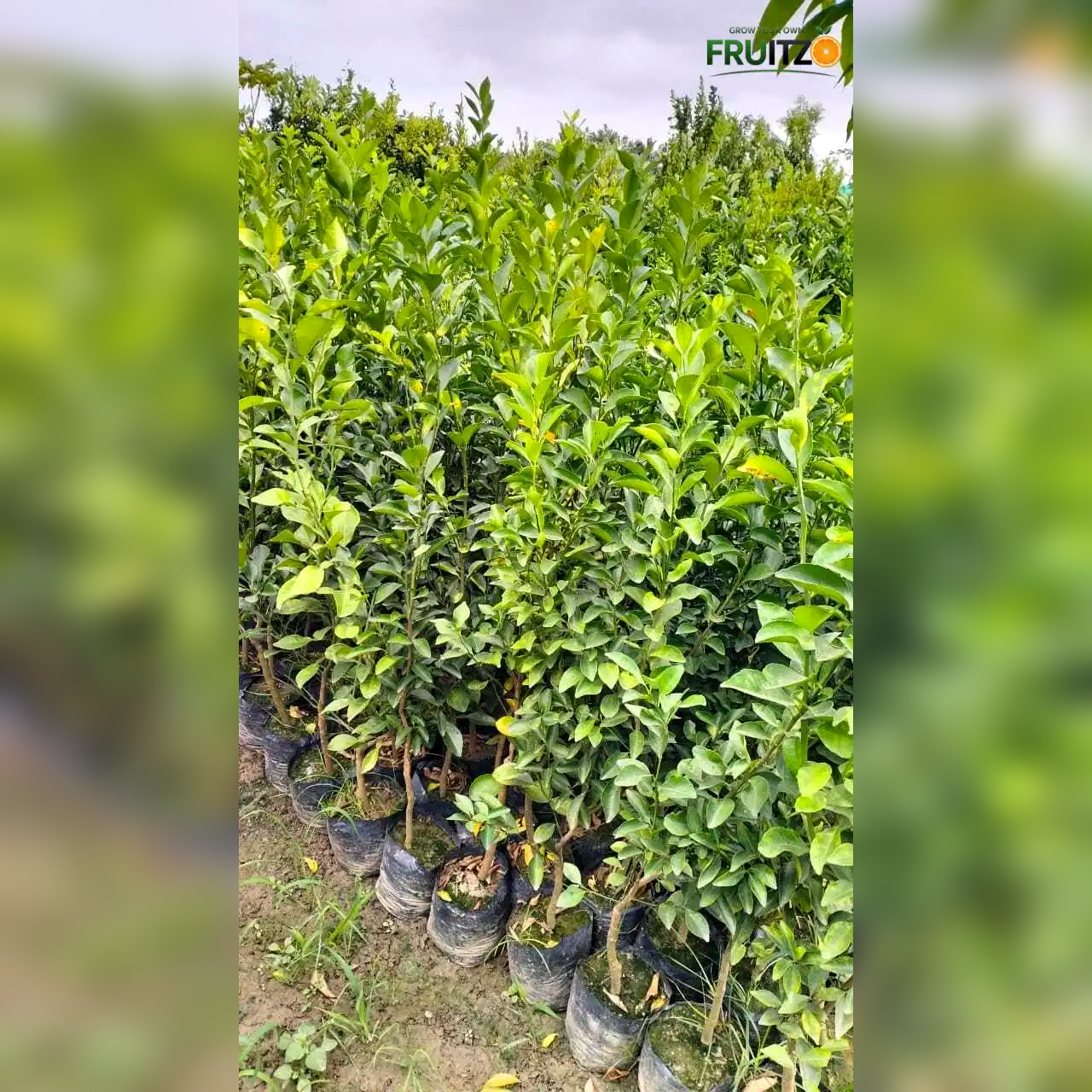 Calabrese Oval Orange Grafted Plant for Home & Terrace Gardening