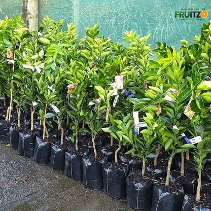 Dekopon Orange (Grafted) Plantfor Home & Terrace Gardening