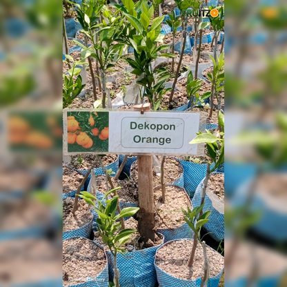 Dekopon Orange (Grafted) Plantfor Home & Terrace Gardening