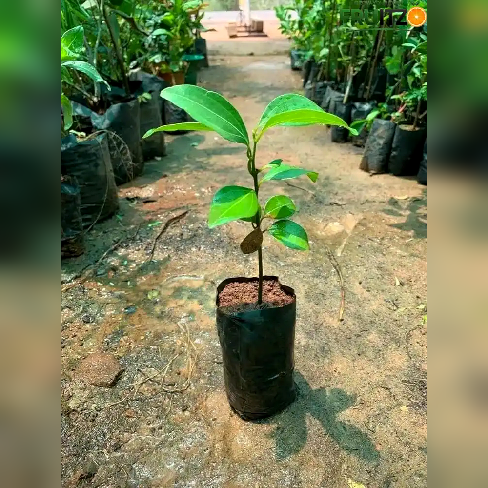 Cinnamon Grafted Plant for Home & Terrace Gardening (Darchini)