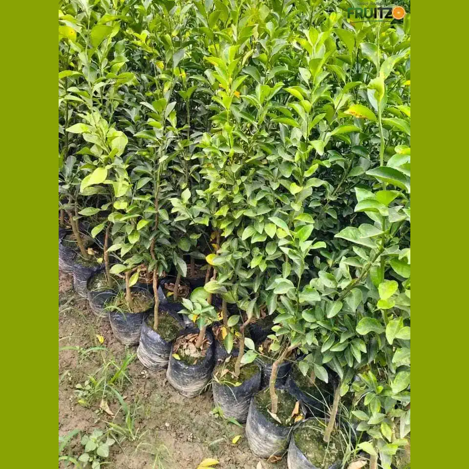 Nagpur Orange Grafted Plant 1.5-2 Feet for Indian Homes and Gardens