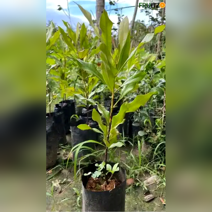 Clove Plant for Home & Terrace Gardening  (Lobongo)