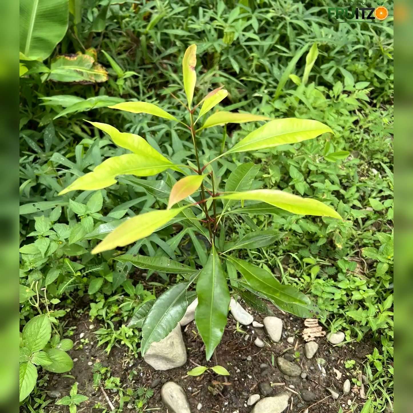 Clove Plant for Home & Terrace Gardening  (Lobongo)