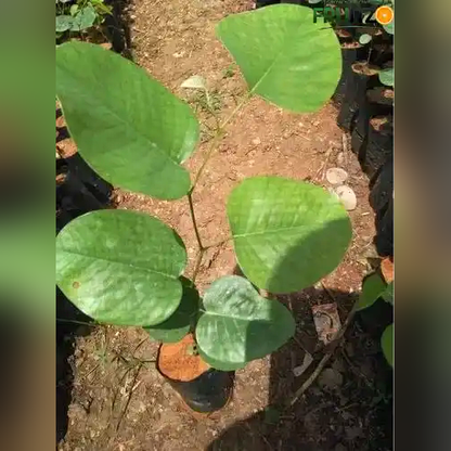 Red Sandalwood Plant  for Home & Terrace Gardening
