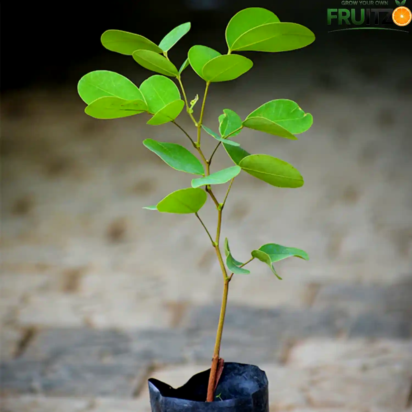 Red Sandalwood Plant  for Home & Terrace Gardening