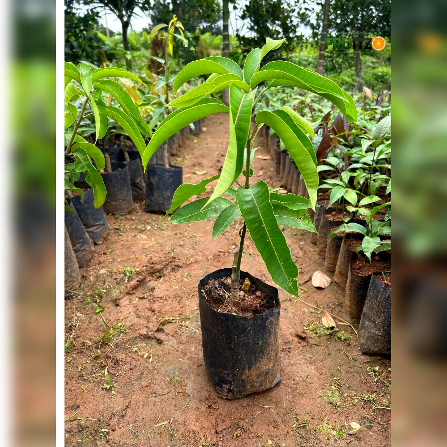 4 kg Mango Grafted Plant For Home & Terrace Gardening