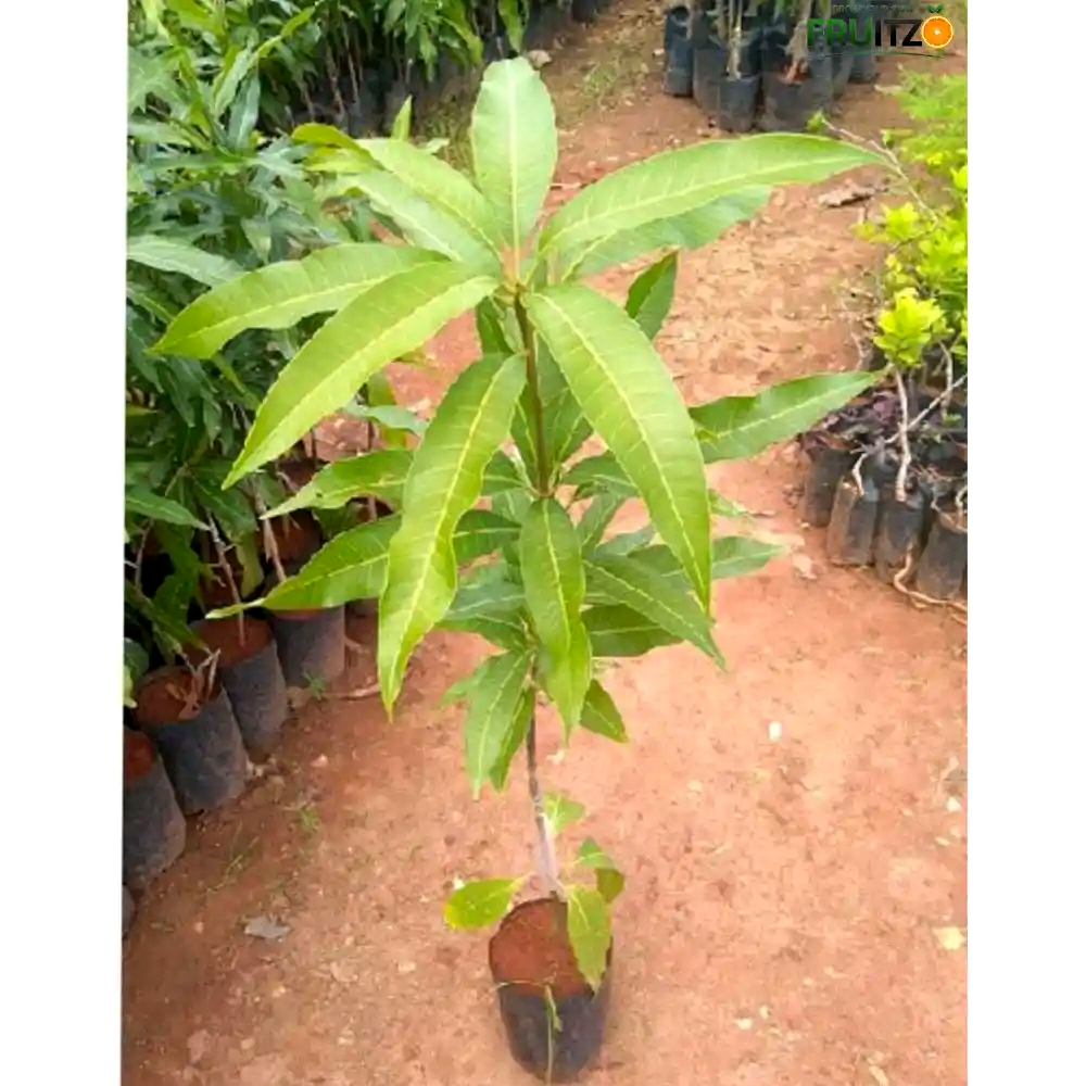 4 kg Mango Grafted Plant For Home & Terrace Gardening
