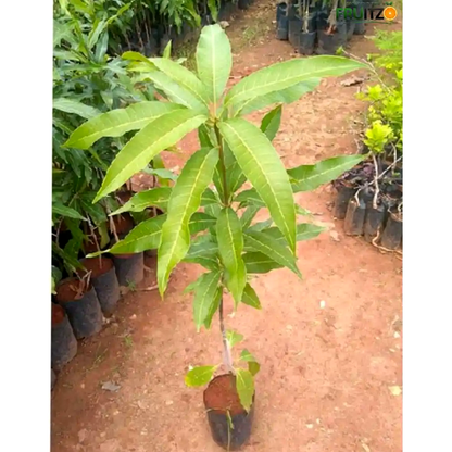 4 kg Mango Grafted Plant For Home & Terrace Gardening