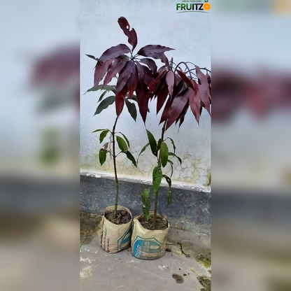 Black Kasturi Mango Grafted Plant For Home & Terrace Gardening