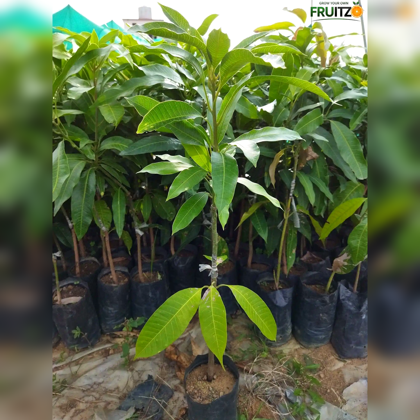 Pusa Arunika Grafted Mango Plant For Home & Terrace Gardening