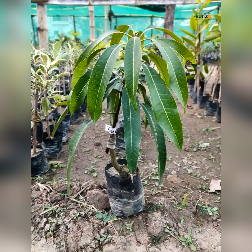 Pusa Arunika Grafted Mango Plant For Home & Terrace Gardening