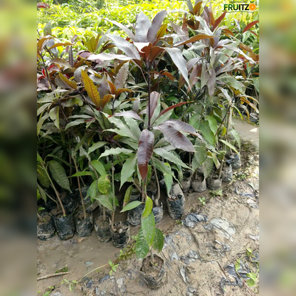 Black Stone Mango Grafted plant For Home & Terrace Gardening