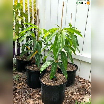 American Red Palmar Mango Grafted Plant For Home & Terrace Gardening.