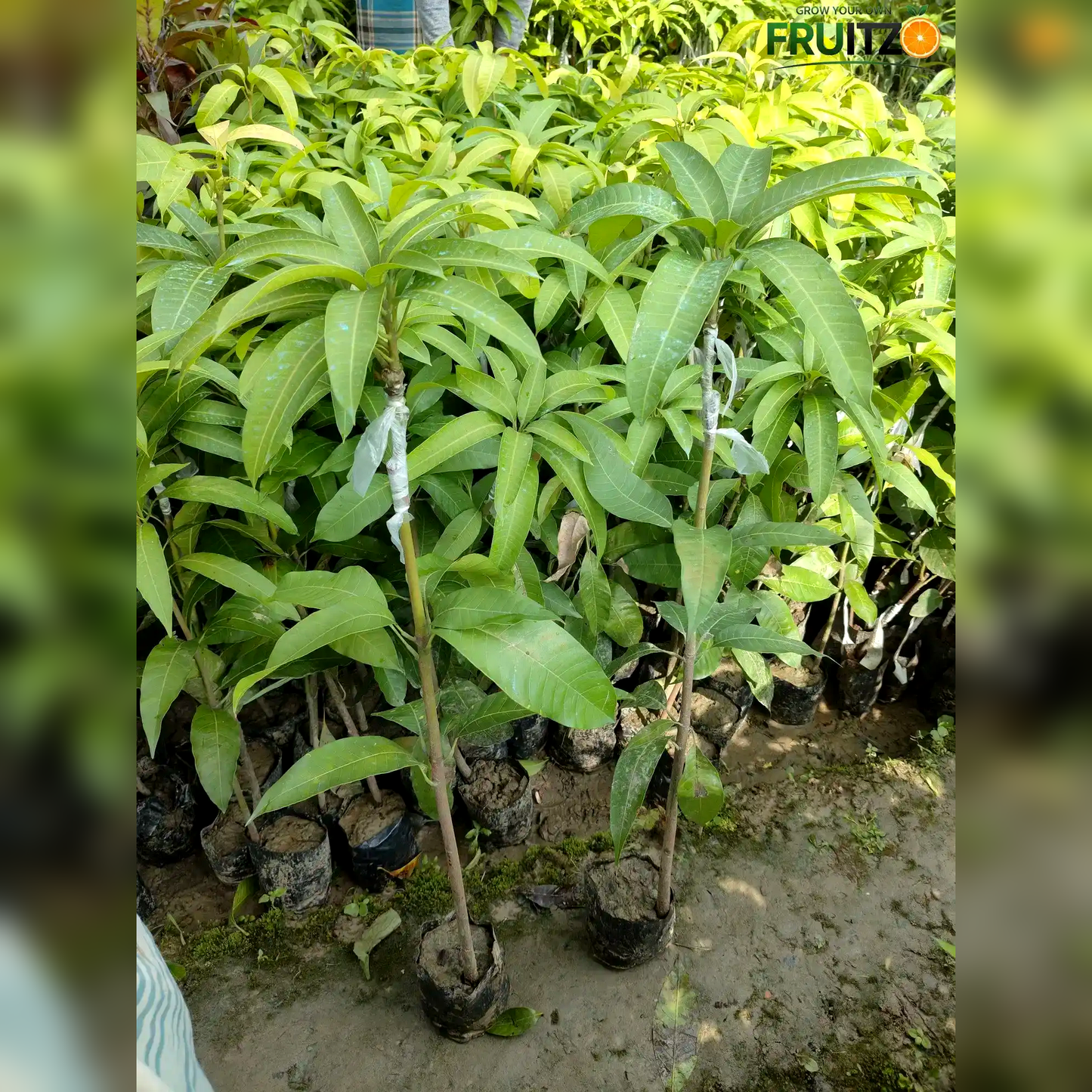 Thai Katimon All Time Mango – Perfect Grafted Plant ForHome & Terrace Gardening
