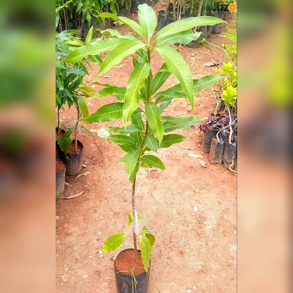 Thai Katimon All Time Mango – Perfect Grafted Plant ForHome & Terrace Gardening