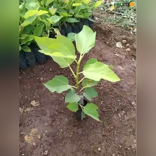 Thai Five-Finger Anjeer/ Fig Grafted Plant Home & Terrace Gardening