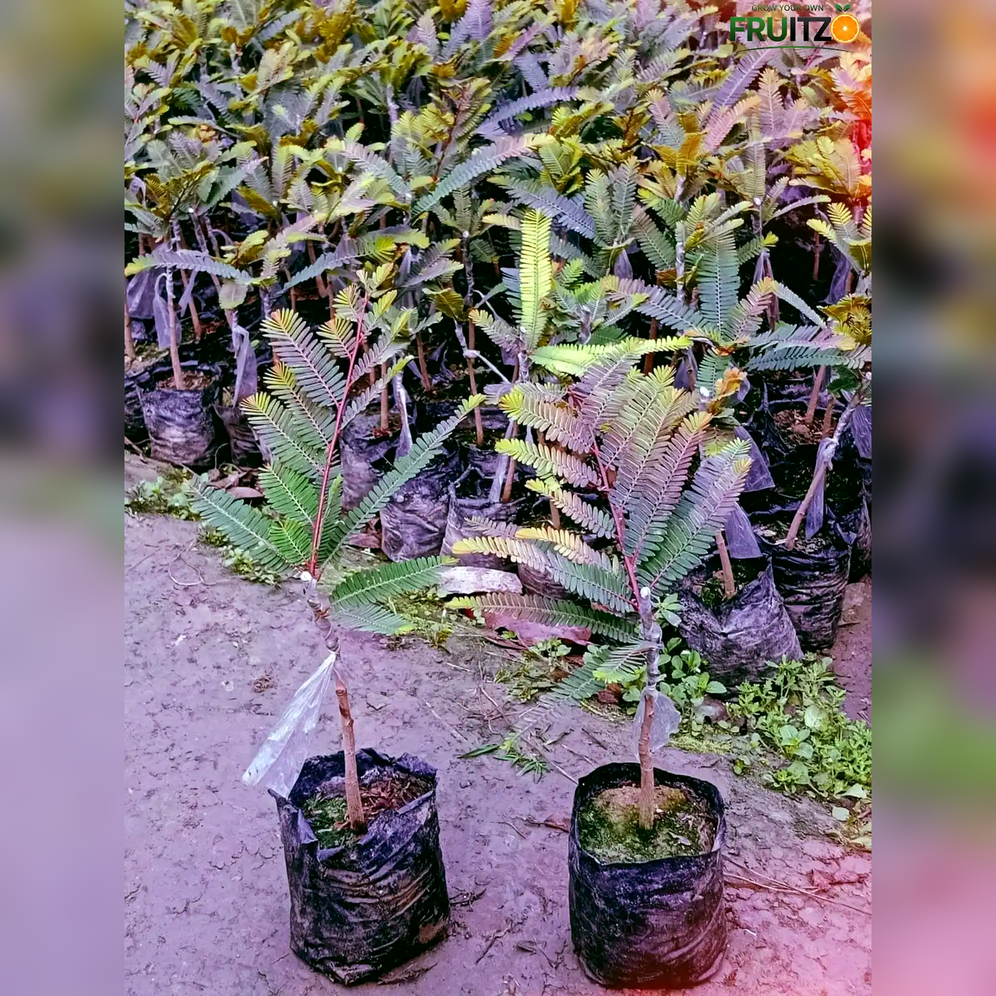 Red Amla Grafted  Fruit Plant –  for Home & Terrace Gardening