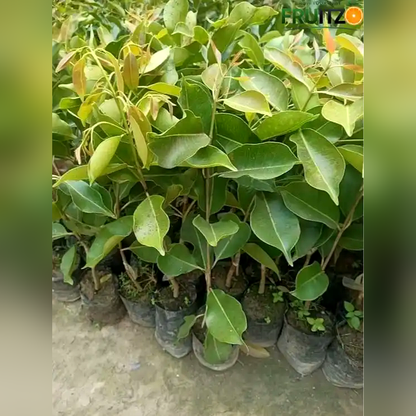 Thai Black Jamun Grafted Plant For Home Garden