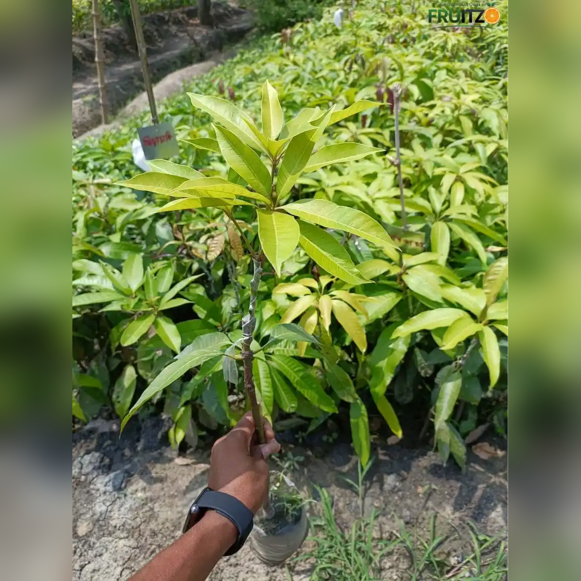 Thai Banana Mango Grafted Plant 1.5 - 2 Feet