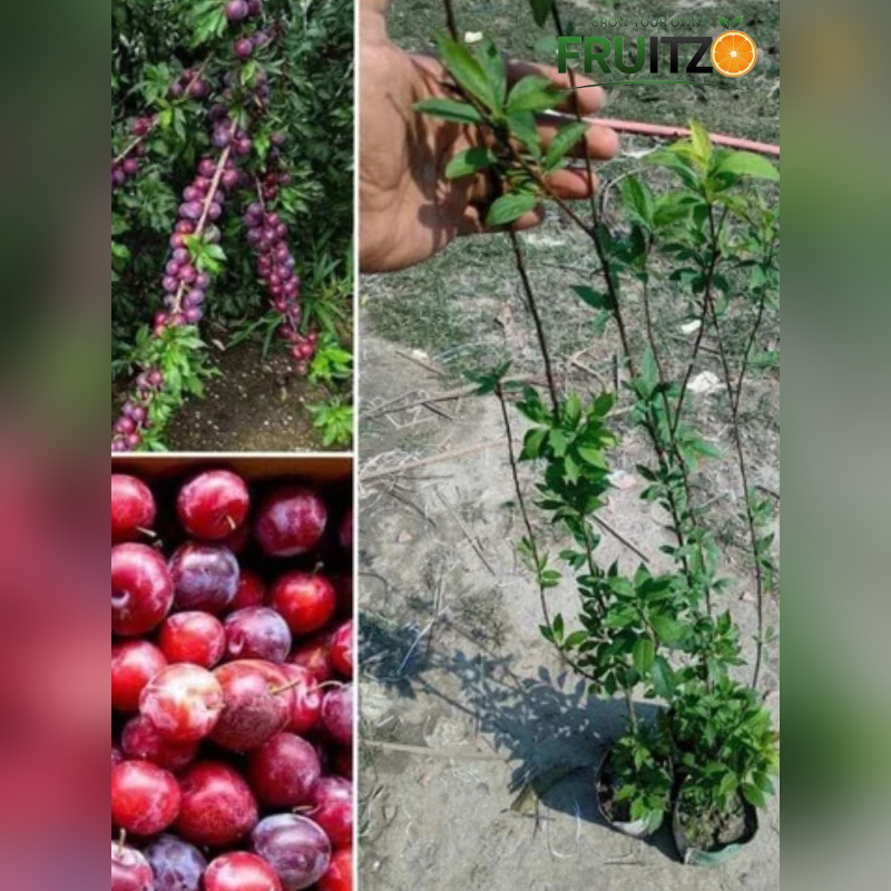 Alu bukhara Grafted plants 1.5-2 Feet  for Home & Terrace Gardening