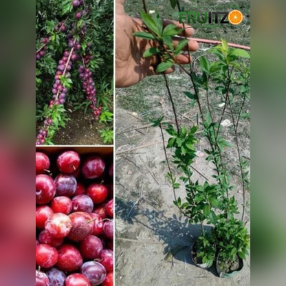 Alu bukhara Grafted plants 1.5-2 Feet  for Home & Terrace Gardening