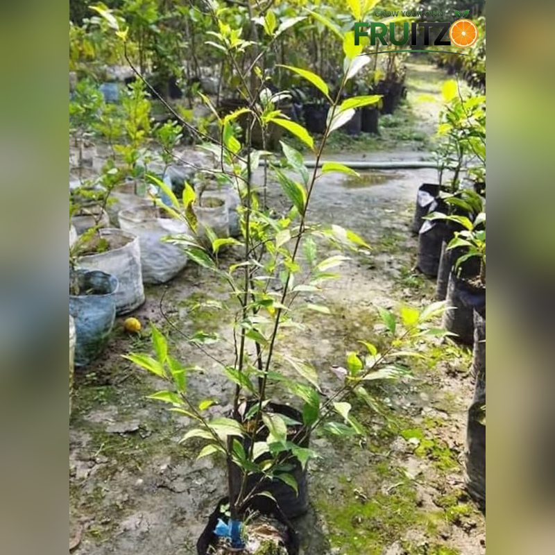 Alu bukhara Grafted plants 1.5-2 Feet  for Home & Terrace Gardening