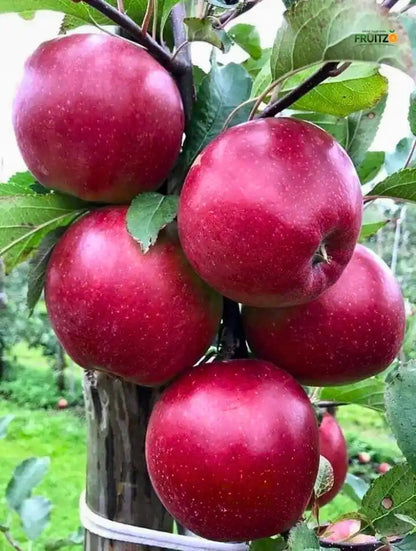 Healthy Kashmiri Grafted Apple Plant for Home & Terrace Gardening