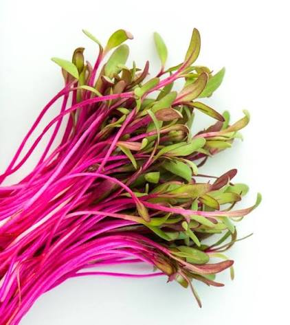 microgreens beet seeds