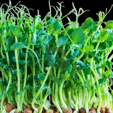 microgreens pea seeds