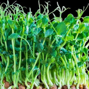 microgreens pea seeds