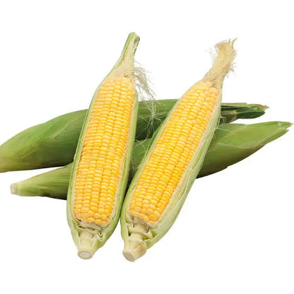 Fresh Harvest Combo for Kitchen Gardening