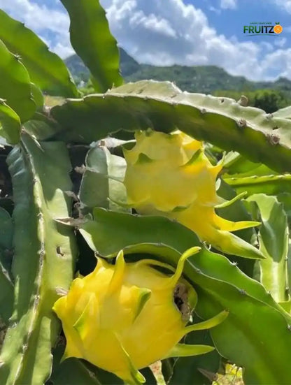Israel Yellow Dragon Fruit Growing Plant  for Home & Terrace Gardening