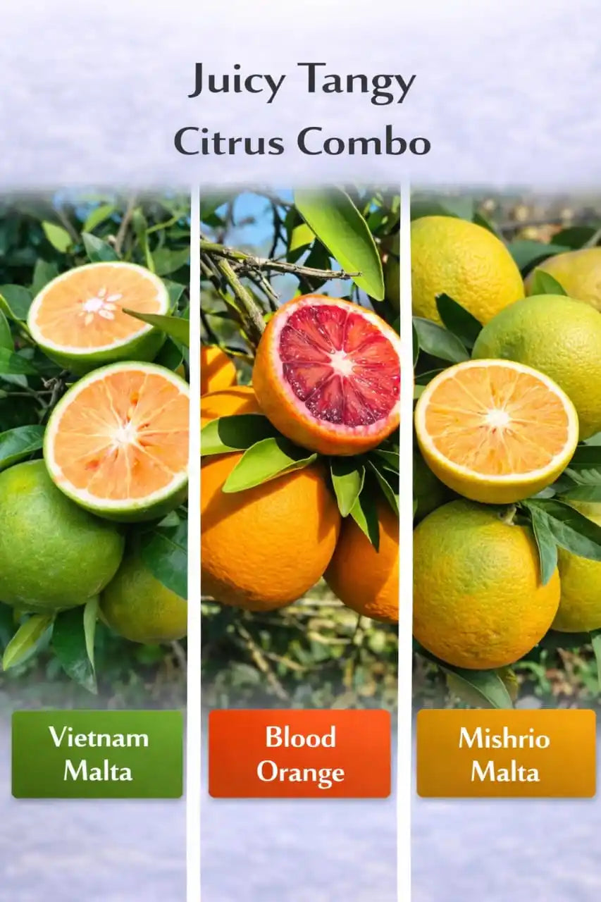 Juicy Tangy Citrus Combo for Home & Terrace Gardening