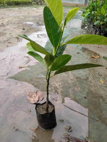 Thai Pink Jack Fruit Plant (All season Fruits) Grafted plant for Home & Terrace Gardening