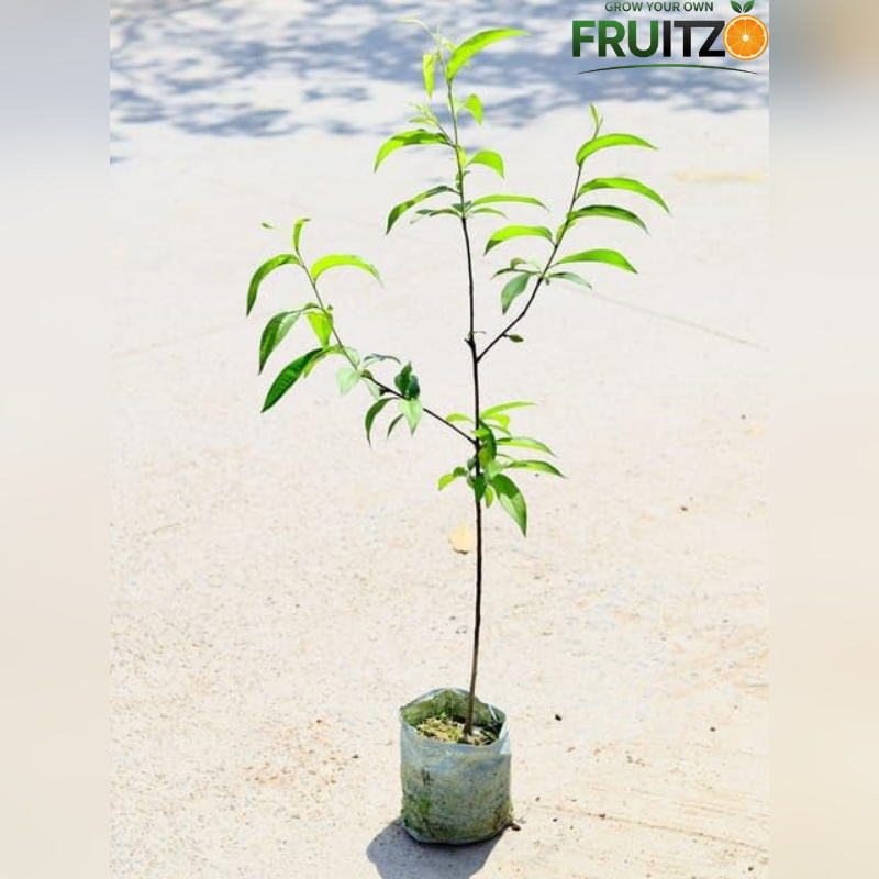 Premium Hybrid Sweet Peach Live Plant (Prunus persica) for Home & Terrace Gardening