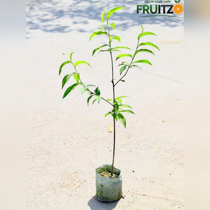 Premium Hybrid Sweet Peach Live Plant (Prunus persica) for Home & Terrace Gardening